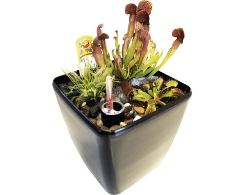 Fleischfressende Pflanzen FloraSelf H 25-30 Cm 20x17 Cm Topf 3 Fleischfressende Pflanzen FloraSelf H 25-30 Cm 20x17 Cm Topf