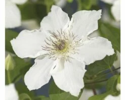 Waldrebe FloraSelf Clematis-Cultivars 'Destiny' H Ca. 90 Cm Co 2,3 L Extra Viele Blütenknospen