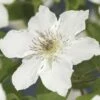 Waldrebe FloraSelf Clematis-Cultivars 'Destiny' H 50-70 Cm Co 2,3 L -FloraSelf Geschäft DV 8 4665141 02 4c DE 20220228161750