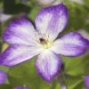 Waldrebe FloraSelf Clematis-Cultivars 'Pernille PBR' H 50-70 Cm Co 2,3 L -FloraSelf Geschäft DV 8 4665144 02 4c DE 20210329094659
