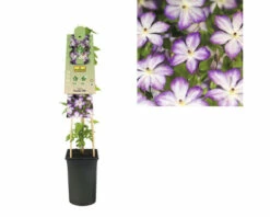Waldrebe FloraSelf Clematis-Cultivars 'Pernille PBR' H 50-70 Cm Co 2,3 L -FloraSelf Geschäft DV 8 4665144 03 4c DE 20230301051652