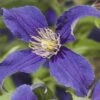 Waldrebe FloraSelf Clematis-Cultivars 'So Many® Blue Flowers PBR' H 50-70 Cm Co 2,3 L -FloraSelf Geschäft DV 8 4665145 02 4c DE 20210329094659