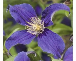 Waldrebe FloraSelf Clematis-Cultivars 'So Many® Blue Flowers PBR' H 50-70 Cm Co 2,3 L