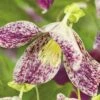 Macchien-Waldrebe FloraSelf Clematis Cirrhosa 'Freckles' H 50-70 Cm Co 2,3 L -FloraSelf Geschäft DV 8 4665151 02 4c DE 20210329091755