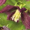 Macchien-Waldrebe FloraSelf Clematis Cirrhosa 'Landsdowne Gem' H 50-70 Cm Co 2,3 L