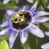 Passionsblume FloraSelf Passiflora-Cultivars 'Damsel's Delight' H 50-70 Cm Co 2,3 L -FloraSelf Geschäft DV 8 4665165 02 4c DE 20210329091655