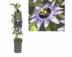 Passionsblume FloraSelf Passiflora-Cultivars 'Damsel's Delight' H 50-70 Cm Co 2,3 L -FloraSelf Geschäft DV 8 4665165 03 4c DE 20230301051653