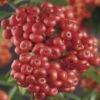 Feuerdorn FloraSelf Pyracantha-Cultivars 'Mohave' H 50-70 Cm Co 2,3 L -FloraSelf Geschäft DV 8 4665168 02 4c DE 20210329091655