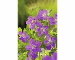 Duftende Teichpflanzen Set FloraSelf Für 500 L Teich -FloraSelf Geschäft DV 8 4665881 03 4c DE 20220228134656