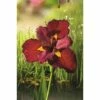 Rote Wasseriris FloraSelf Iris Kaempferi 'Ann Chowing' H 10-75 Cm Co 0,6 L -FloraSelf Geschäft DV 8 4665882 03 4c DE 20200221094750
