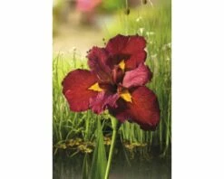 Rote Wasseriris FloraSelf Iris Kaempferi 'Ann Chowing' H 10-75 Cm Co 0,6 L