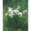 Wasserschwertlilie FloraSelf Iris Kaempferi H 10-60 Cm Co 0,6 L -FloraSelf Geschäft DV 8 4665883 01 4c DE 20190416111758