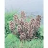 Gewöhnliche Pestwurz FloraSelf Petasites Hybridus H 10-50 Cm Co 0,6 L -FloraSelf Geschäft DV 8 4665886 01 4c DE 20200221094750
