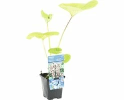 Gewöhnliche Pestwurz FloraSelf Petasites Hybridus H 10-50 Cm Co 0,6 L -FloraSelf Geschäft DV 8 4665886 02 4c DE 20200221094750