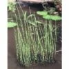 Teichschachtelhalm FloraSelf Equisetum Fluviatile H 5-40 Cm Co 0,6 L -FloraSelf Geschäft DV 8 4665891 01 4c DE 20191203094650