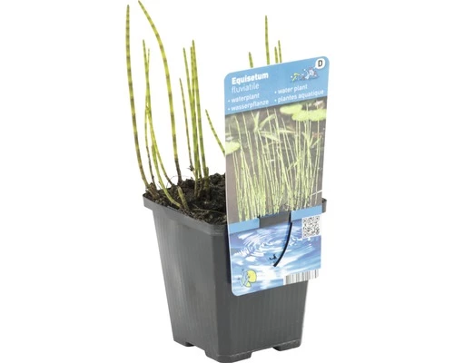 Teichschachtelhalm FloraSelf Equisetum Fluviatile H 5-40 Cm Co 0,6 L 4 Teichschachtelhalm FloraSelf Equisetum Fluviatile H 5-40 Cm Co 0,6 L – Bild 2