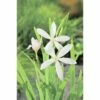 Sumpfgladiole FloraSelf Schizosylis Coccinea 'Alba' H 20-50 Cm Co 0,6 L -FloraSelf Geschäft DV 8 4665895 01 4c DE 20191203094751