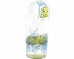 Gemeiner Schwimmfarn FloraSelf Salvinia Natans H 2-5 Cm Co 1 L -FloraSelf Geschäft DV 8 4665901 02 4c DE 20191129134756