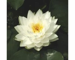 Seerose FloraSelf Nymphaea-Cultivars 'Gonnère' H 5-30 Cm Co 1 L