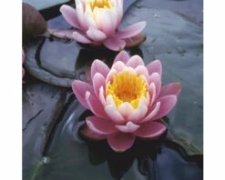 Seerose FloraSelf Nymphaea-Cultivars 'Fabiola' H 5-30 Cm Co 1 L