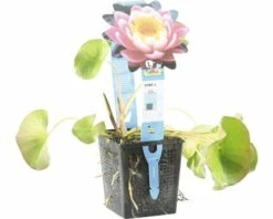 Seerose FloraSelf Nymphaea-Cultivars 'Fabiola' H 5-30 Cm Co 1 L -FloraSelf Geschäft DV 8 4665914 04 4c DE 20191129134756