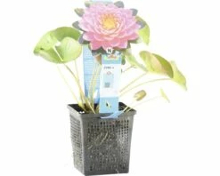 Seerose FloraSelf Nymphaea-Cultivars 'Fire Opal' H 5-30 Cm Co 1 L -FloraSelf Geschäft DV 8 4665915 03 4c DE 20191129141659