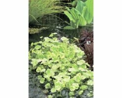 Bunter Wassernabel FloraSelf Hydrocotyle Novae-zelandiae 'Variegata' H 5-15 Cm Co 1 L