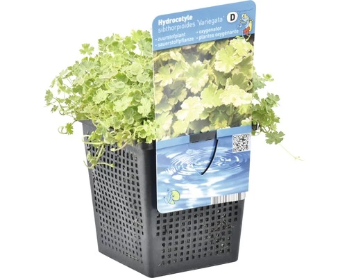 Bunter Wassernabel FloraSelf Hydrocotyle Novae-zelandiae 'Variegata' H 5-15 Cm Co 1 L 4 Bunter Wassernabel FloraSelf Hydrocotyle Novae-zelandiae 'Variegata' H 5-15 Cm Co 1 L – Bild 2