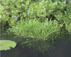 Brasilianische Graspflanze FloraSelf Lilaeopsis Attenuata H 5-15 Cm Co 1 L