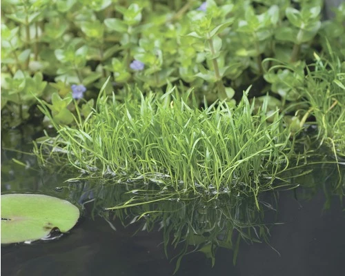 Brasilianische Graspflanze FloraSelf Lilaeopsis Attenuata H 5-15 Cm Co 1 L 3 Brasilianische Graspflanze FloraSelf Lilaeopsis Attenuata H 5-15 Cm Co 1 L