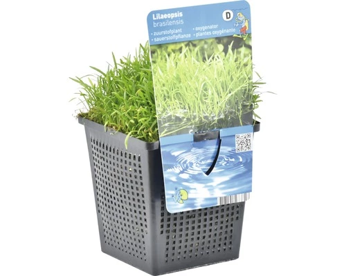 Brasilianische Graspflanze FloraSelf Lilaeopsis Attenuata H 5-15 Cm Co 1 L 4 Brasilianische Graspflanze FloraSelf Lilaeopsis Attenuata H 5-15 Cm Co 1 L – Bild 2