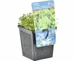 Vierblättriger Kleefarn FloraSelf Marsilea Quadrifolia H 5-15 Cm Co 1 L -FloraSelf Geschäft DV 8 4665922 02 4c DE 20191203094650