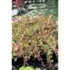 Indische Rotala FloraSelf Rotala Indica H 5-15 Cm Co 1 L -FloraSelf Geschäft DV 8 4665924 01 4c DE 20191203101655