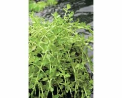 Grüne Rotala FloraSelf Rotala Rotdunifolia 'Green' H 5-15 Cm Co 1 L
