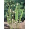 Schmalblätriger Froschlöffel FloraSelf Alisma Lanceolata H 10-50 Cm Co 3 L -FloraSelf Geschäft DV 8 4665927 01 4c DE 20191203101655