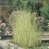 Weisse Seesimse FloraSelf Schoenoplectus Lacustris 'Albescens' H 10-80 Cm Co 3 L