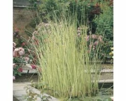 Weisse Seesimse FloraSelf Schoenoplectus Lacustris 'Albescens' H 10-80 Cm Co 3 L