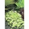 Kleinblättriger Wassernabel FloraSelf Hydrocotyle Sibthorpioides 'Variegata' H 5-15 Cm Co 3 L -FloraSelf Geschäft DV 8 4665957 01 4c DE 20220228121656