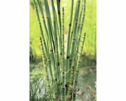 Naturteich Teichpflanzen Set FloraSelf Für 1000 L Teich -FloraSelf Geschäft DV 8 4665965 01 4c DE 20220228141658 1