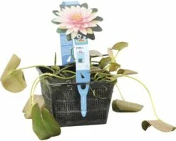 Seerose FloraSelf Nymphaea-Cultivars 'Mme Wilfron Gonnère' H 10-30 Cm Co 3 L -FloraSelf Geschäft DV 8 4665981 03 4c DE 20191129141659