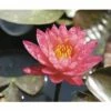 Seerose FloraSelf Nymphaea-Cultivars 'Wanvisa' H 10-30 Cm Co 3 L -FloraSelf Geschäft DV 8 4665983 01 4c DE 20191129134756