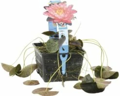 Seerose FloraSelf Nymphaea-Cultivars 'Wanvisa' H 10-30 Cm Co 3 L 6 Seerose FloraSelf Nymphaea-Cultivars 'Wanvisa' H 10-30 Cm Co 3 L -FloraSelf Geschäft DV 8 4665983 02 4c DE 20191129134756