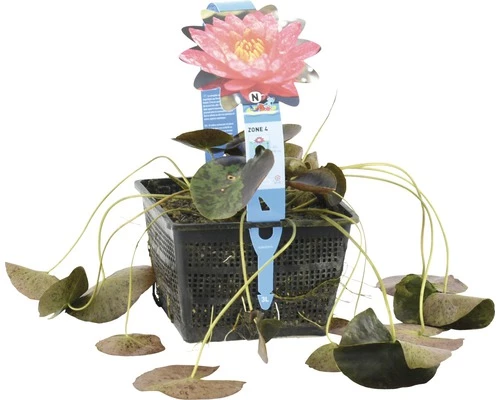 Seerose FloraSelf Nymphaea-Cultivars 'Wanvisa' H 10-30 Cm Co 3 L 4 Seerose FloraSelf Nymphaea-Cultivars 'Wanvisa' H 10-30 Cm Co 3 L – Bild 2