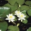 Seerose FloraSelf Nymphaea Tetragona H 10-30 Cm Co 3 L -FloraSelf Geschäft DV 8 4665989 01 4c DE 20191129134756