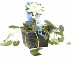 Seerose FloraSelf Nymphaea Tetragona H 10-30 Cm Co 3 L -FloraSelf Geschäft DV 8 4665989 03 4c DE 20191129134756