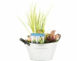 Miniteich FloraSelf Mit Pflanzen Inkl. Treibring Ø 40 Cm Zink-Schale -FloraSelf Geschäft DV 8 4666015 02 4c DE 20210706104758