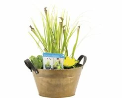 Miniteich FloraSelf Mit Pflanzen Inkl. Treibring Ø 40 Cm Zink-Schale Rost -FloraSelf Geschäft DV 8 4666016 02 4c DE 20210706104758