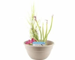 Miniteich FloraSelf Mit Pflanzen Inkl. Treibring Ø 40 Cm Schale Taupe