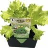 Blattsalat 'Lollo Bionda' FloraSelf Letuca Sativa 6 Stk. -FloraSelf Geschäft DV 8 4666185 01 4c DE 20190402084755