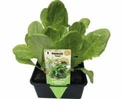 Romanasalat 'Tantan' FloraSelf 6 Stk.